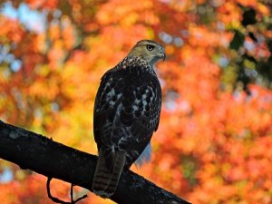 Red-tailed Hawk