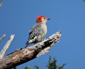 Red-bellied Woodpecker