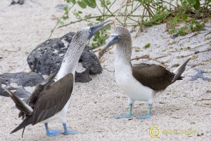 Blue-footed Boobys