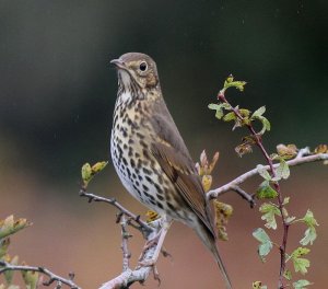 Song Thrush