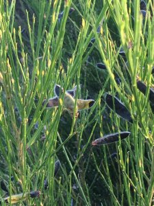 Broom, Planta Genista