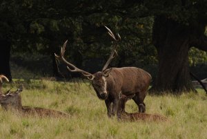 Red deer