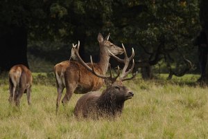 Red deer