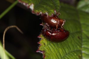 Leaf beetle