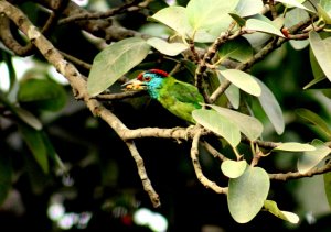 The blue-throated barbet