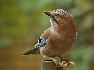 Yet another Jay