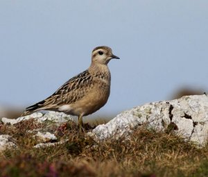 Dotterel