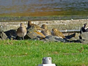 more golden plovers