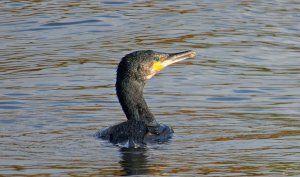 cormorant