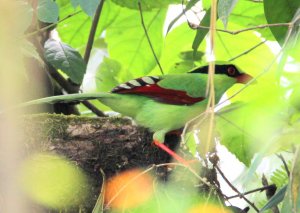 Green Magpie