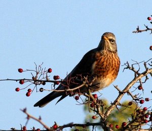 Fieldfare