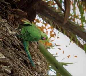 Rose Ringed Parakeet - lifer
