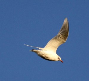 Mediterranean Gull