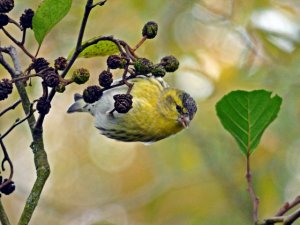 siskin