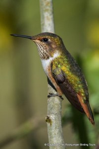 Scintillant Hummingbird by Clayton Burne