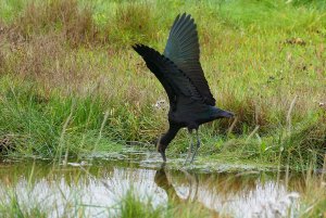 Glossy Ibis - I surrender