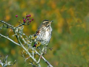 redwing