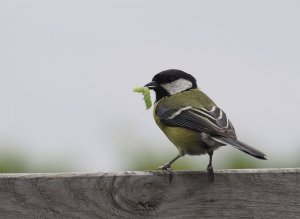Great Tit. Lunchtime