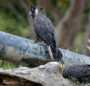 Long-billed Black Cockatoo. Male