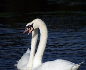 my gorgeous mute swans