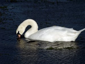 my gorgeous mute swans