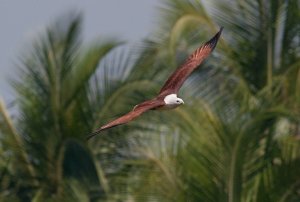 Brahminy Kite