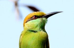 PORTRAIT OF GREEN BEE EATER