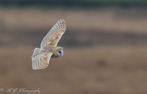 Hunting Barn Owl