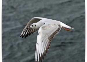 black-headed gull