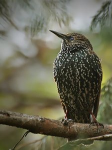 Starling