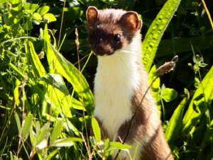 Stoat