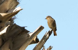 Western Black Redstart