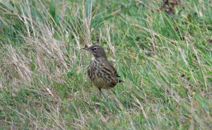 rock pipit