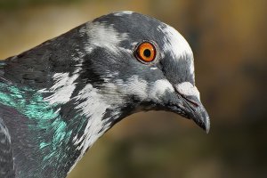 Just a Feral Pigeon