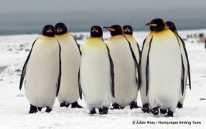 King Penguins by Adam Riley