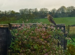 Sparrow hawk