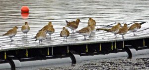 golden plovers