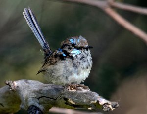 Superb Fairy Wren