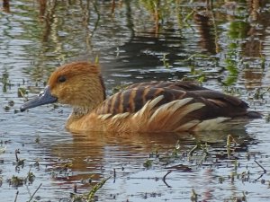 Fulvous Whistling Duck