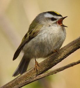 Golden Crowned Kinglet