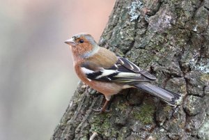 Chaffinch by Adam Riley