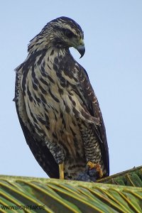 Buteogallus anthracinus - Common Black Hawk (juv. front)