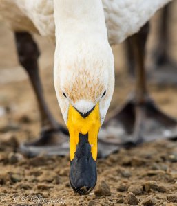 Whooper Swan