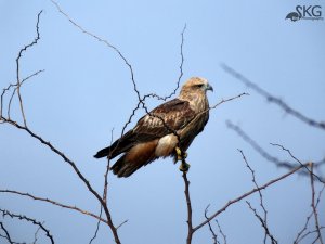 Brahminy Kite(Juvenile)