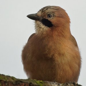 Jay (different perch)