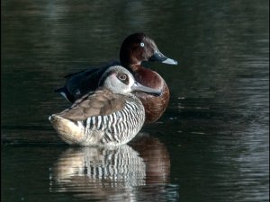 Pink-Eared Duck and Hardhead