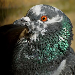 Another Pigeon...