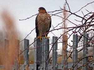 male sparrowhawk