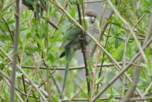 Gray-hooded Parakeet