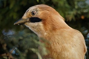 Jay close-up